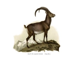 Ibex